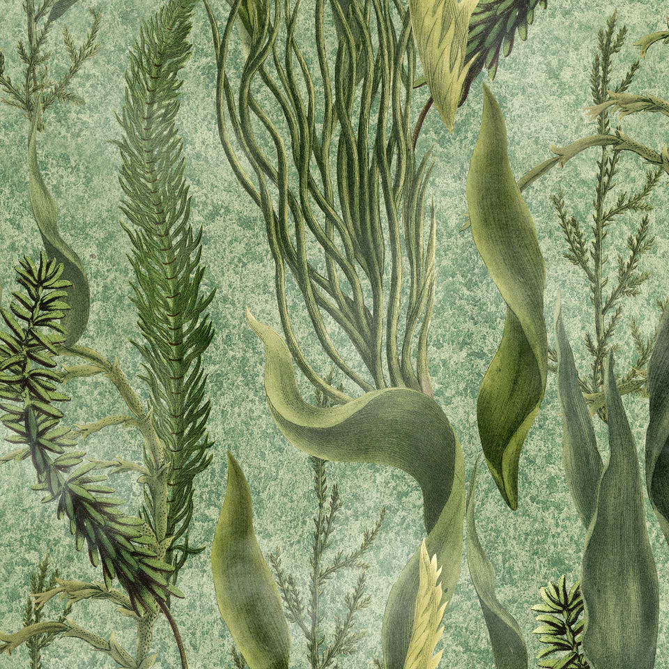 Aquatic Plants Wallpaper by MIND THE GAP