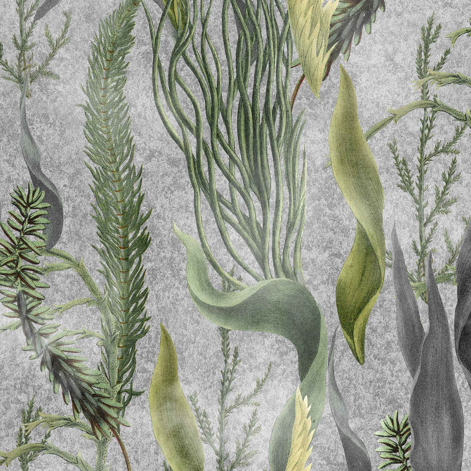 Aquatic Plants Wallpaper by MIND THE GAP